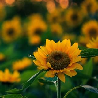 ABO心理性别测试