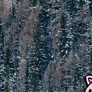 你是老板心中的猪头吗？