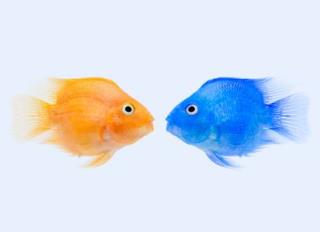 你是怎样的指环精灵