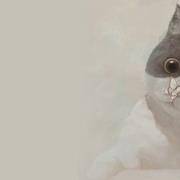 你的呆萌气质有多少？