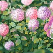 你的爱情像什么花？