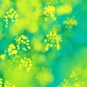 清香测试：你是哪种花样女人？