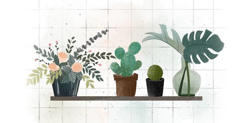 你适合养什么植物？